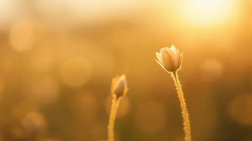 花开有时 - 鲁大师在线高清免费观看百度